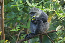 Blue monkey (Cercopithecus mitis) sitting feeding in tree, Jozani Chwaka Bay NP, Zanzibar, Tanzania