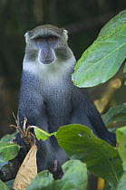 Blue monkey (Cercopithecus mitis) male in tree, Jozani Chwaka Bay NP, Zanzibar, Tanzania