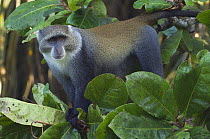 Blue monkey (Cercopithecus mitis) male, Jozani Chwaka Bay NP, Zanzibar, Tanzania