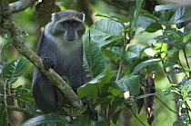 Blue monkey (Cercopithecus mitis) male, Jozani Chwaka Bay NP, Zanzibar, Tanzania
