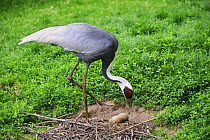 White naped crane (Grus vipio) tending to eggs on nest, Captive, from central asia, IUCN Vulnerable