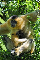 Yellow / Golden cheeked crested gibbon {Hylobates / Nomascus gabriellae} mother and baby, captive, from SE Asia, IUCN Vulnerable