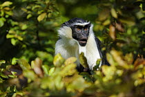 Diana monkey (Cercopithecus diana) captive, from West Africa, IUCN Endangered