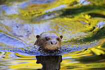 Giant otter (Pteronura brasiliensis) swimming, captive, from Pantanal, Brazil, IUCN Endangered