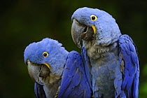 Hyacinth macaw (Anodorhynchus hyacinthus) pair, captive, from South America, Endangered