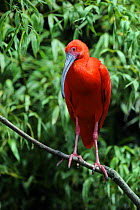 Scarlet ibis (Eudocimus ruber) perched on branch, captive, from South America