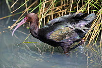 Puna ibis (Plegadis ridgwayi) captive, from South America