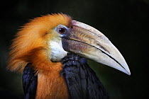Head portrait of Papuan hornbill (Aceros plicatus rhyticeros) captive, from SE Asia