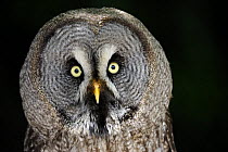 Head portrait of Great grey owl (Strix nebulosa) Captive, France