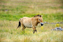 Semi wild Przewalski horse stallion (Equus ferus przewalskii), Parc du Villaret, Causse Mejean, Lozere, France