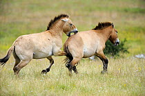 Semi wild Przewalski horses (Equus ferus przewalskii), stallion biting another stallion to chase it from his herd, Parc du Villaret, Causse Mejean, Lozere, France