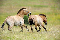 Semi wild Przewalski horses (Equus ferus przewalskii), stallion biting another stallion to chase it from his herd, Parc du Villaret, Causse Mejean, Lozere, France