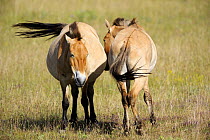 Two semi wild mare Przewalski horses (Equus ferus przewalskii) at rest, flicking their tails to keep the flies away from each other, Parc du Villaret, Causse Mejean, Lozere, France