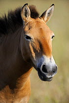 Semi wild Przewalski horse portrait (Equus ferus przewalskii), Parc du Villaret, Causse Mejean, Lozere, France
