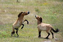 Semi wild Przewalski horses (Equus ferus przewalskii) two stallions fighting, Parc du Villaret, Causse Mejean, Lozere, France