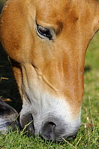 Semi wild Przewalski horse grazing (Equus ferus przewalskii), Parc du Villaret, Causse Mejean, Lozere, France