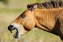 Semi wild Przewalski horse yawning (Equus ferus przewalskii), Parc du Villaret, Causse Mejean, Lozere, France