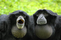 Two Siamang Gibbons (Hylobates / Symphalangus syndactylus) calling, vocal pouches inflated, Endangered, captive, from SE Asia