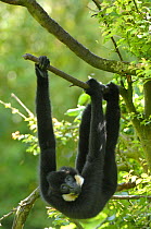 Yellow / Golden cheeked crested gibbon {Hylobates / Nomascus gabriellae} Young male hanging upside-down in tree, captive, from Asia, IUCN Vulnerable