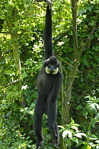 Yellow / Golden cheeked crested gibbon {Hylobates / Nomascus gabriellae} Young male hanging in tree, captive, from Asia, IUCN Vulnerable