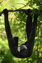 Yellow / Golden cheeked crested gibbon {Hylobates / Nomascus gabriellae} Young male hanging upside-down in tree, captive, from Asia, IUCN Vulnerable