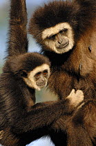 White handed gibbon (Hylobates lar) mother and young, Endangered, captive, from SE ASia