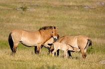 Herd of semi wild Przewalski horse with foal suckling mare (Equus ferus przewalskii), Parc du Villaret, Causse Mejean, Lozere, France