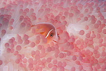 Pink anemonefish (Amphiprion perideraion) in host anemone. Papua New Guinea.