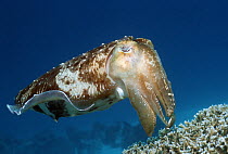 Broadclub cuttlefish (Sepia latimanus), Indonesia.