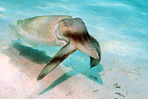 Broadclub cuttlefish (Sepia latimanus) hunting, using a spectacular hunting technique: rythmic bands of dark quickly pulse along the body and arms, Indonesia