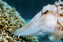 Broadclub cuttlefish (Sepia latimanus) female preparing to lay egg in branching fire coral. Indonesia.