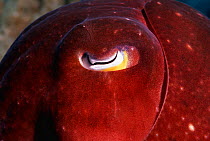 Broadclub cuttlefish (Sepia latimanus), close-up of eye, Indonesia