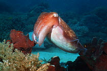 Broadclub cuttlefish (Sepia latimanus), Indonesia