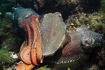 Giant cuttlefish (Sepia apama) male shielding egg-laying female from rival male. Spencer Gulf, Whyalla, South Australia