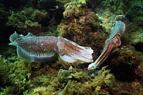 Giant cuttlefish (Sepia apama) two breeding males displaying. Spencer Gulf, South Australia