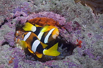 Clark's anemonefish (Amphiprion clarkii) spawning, with freshly laid eggs, Papua New Guinea