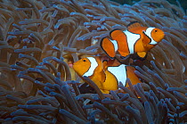 Two false clown anemonefish (Amphiprion ocellaris) in anemone, Papua New Guinea