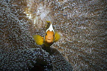 White-bonnet anemonefish (Amphiprion leucokranus) in anemone, Papua New Guinea
