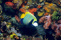 Emperor angelfish (Pomacanthus imperator) swimming past coral wall with soft corals and crinoids. Rinca, Indonesia