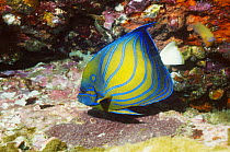 Blue ringed angelfish (Pomacanthus annularis), Andaman Sea, Thailand