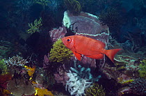 Goggle-eye (Preacanthus hamrur) on coral reef with featherstars. Rinca, Indonesia