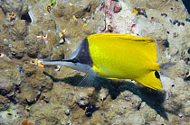 Yellow long-nosed butterflyfish (Forcipiger flavissimus) swimming over coral with Christmastree worms, which have retreated into their casts on the approach of the fish. Andaman Sea, Thailand