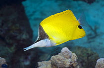 Yellow long-nosed butterflyfish (Forcipiger flavissimus). Andaman Sea, Thailand