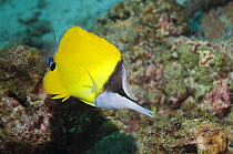 Yellow long-nosed butterflyfish (Forcipiger flavissimus), Andaman Sea, Thailand