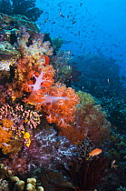 Soft corals (Scleronephthya sp.) on reef, Rinca, Indonesia
