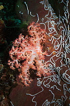 Cauliflower coral (Dendronephthya klunzingeri) on sponge covered with synaptid sea cucumbers (Synaptula lamperti), Papua New Guinea