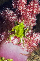 Arrowhead crab (Huenia heraldica) on soft coral. Rinca, Indonesia