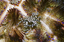 Adam's urchin crab (Zebrida adamsii) on Fire urchin (Asthenosoma varium), Rinca, Indonesia