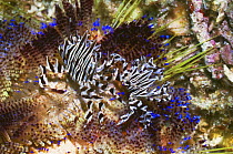 Two Adam's urchin crabs (Zebrida adamsii) on Fire urchin (Asthonosoma varium), Rinca, Indonesia