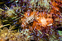 Adam's urchin crab (Zebrida adamsii) on Fire urchin (Asthonosoma varium), Rinca, Indonesia